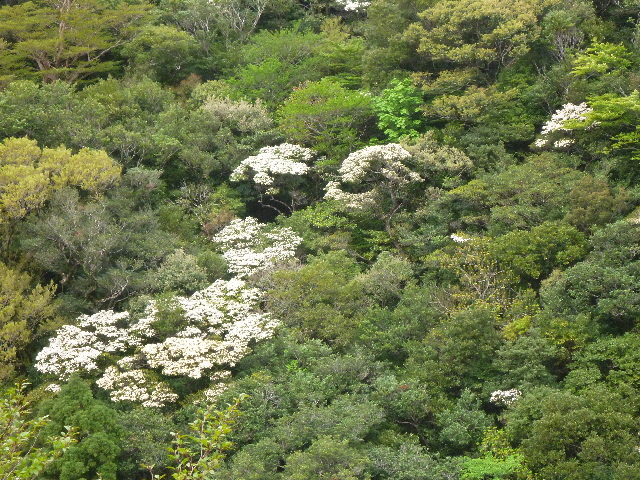 縄文杉ルート、小杉谷の森を眺望すると「クロバイ」が樹冠を覆うように白い花を咲かせています。