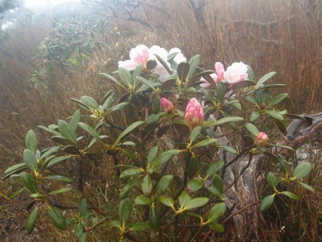 シャクナゲ　平石の岩屋付近で今季初のシャクナゲの開花を確認しました。