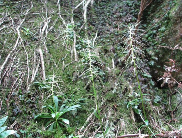 チャボシライトソウ。登山道脇に咲く変わった花。今年はたくさん咲いていて、見つけやすいと思いますので探してみてください。