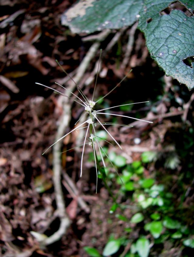 チャボシライトソウ。細く伸びているのは花被片、よく見ると花茎の付け根に丸い葯がります。伸びている花被片を白い糸に見立てて「シライトソウ」という名前が付いています。