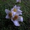 ヒメシャラの花　2～3cmほどの白い花です。木肌は山吹色で、森の深い緑に際立ちます。屋久島の森で一番お洒落な木です。
