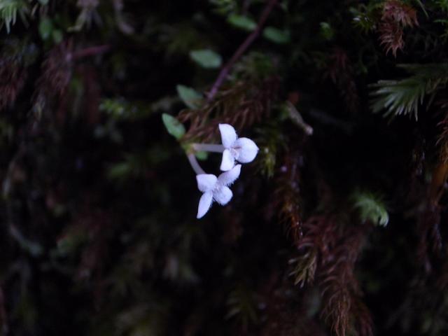 ツルアリドオシ　花の大きさが1～1.5cmほどで、4枚の白い花びらがあります。