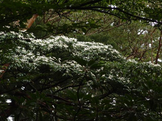 ヤマボウシ　夫婦杉付近には台風の強風雨にも負けず咲き続けるヤマボウシを見ることができます。