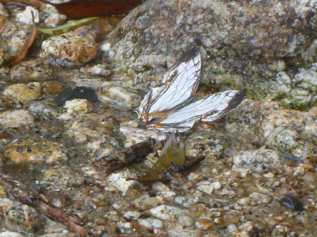 イシガケチョウ　翅の模様が石崖によく似ています。吸水のために水辺の濡れた岩に翅をひろげてとまっている姿は岩とそっくりです。