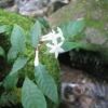 サツマイナモリ　沢沿いで15ｍｍほどの白い花が固まって咲いているのでわかりやすいと思います。