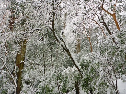 降雪直後の森