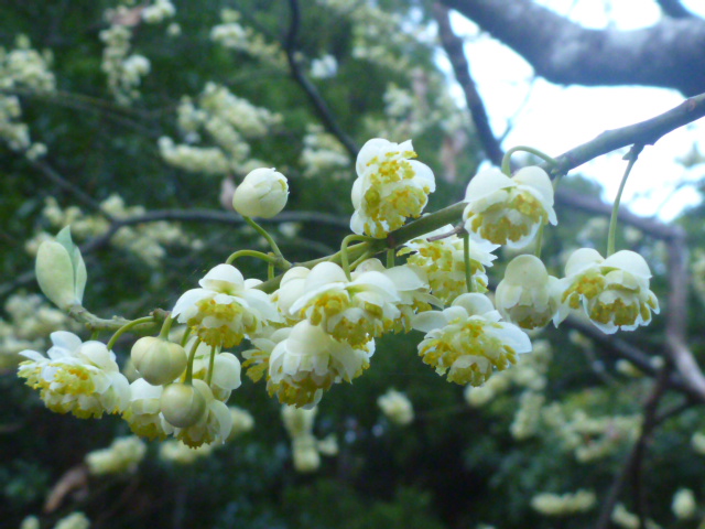 屋久島の春を告げる代表的な花アオモジ