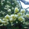 屋久島の春を告げる代表的な花アオモジ