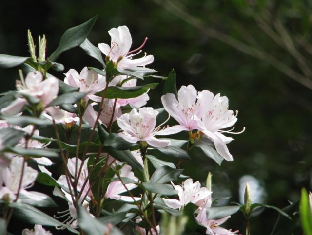 サクラツツジ　屋久島の春を代表する花。広い範囲で山を彩ります。