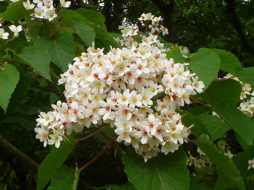 アブラギリ　林道沿いでこんもりとした白い花が目を引きます。