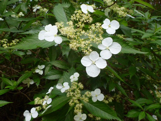 ヤクシマアジサイ　里山から山間部で咲いています。花に独特の香りがあります。