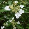 ヤクシマアジサイ　里山から山間部で咲いています。花に独特の香りがあります。