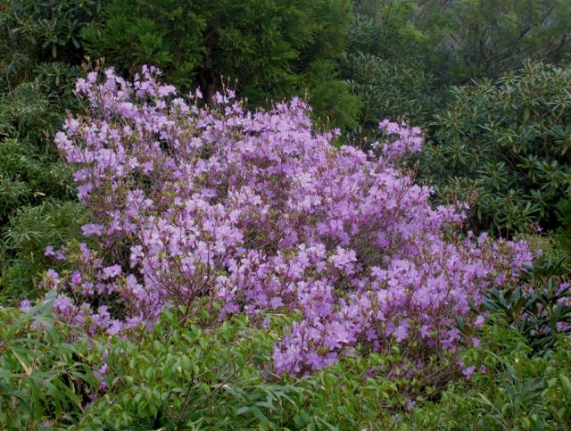 ヤクシマミツバツツジ　色味が強く、遠くからでも山の中に紫色の塊があるのが目に飛び込んできます。