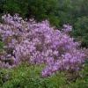 ヤクシマミツバツツジ　色味が強く、遠くからでも山の中に紫色の塊があるのが目に飛び込んできます。