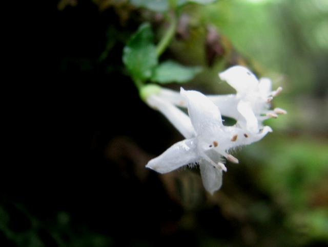 ヒメツルアリドオシ　筒状の１㎝ほどの小さな花が２つつながって咲きます。