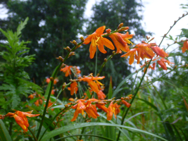 里の沿道にはヒメヒオウギズイセンの濃いオレンジ色の花が咲き、夏の訪れを感じさせています。