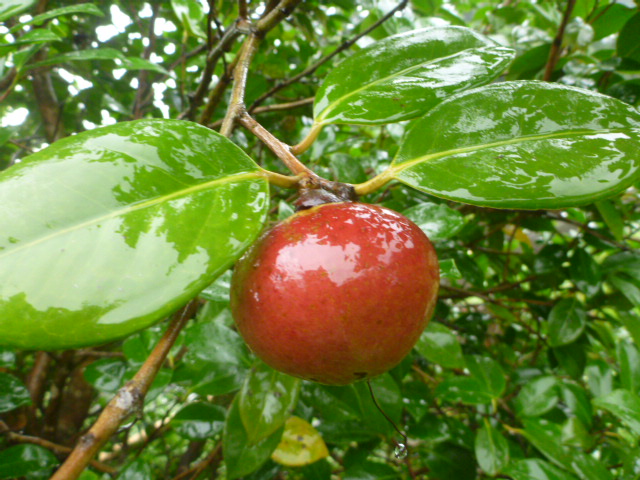 縄文杉コースでは森林軌道沿いにリンゴツバキのリンゴのような実が目につ