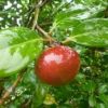 縄文杉コースでは森林軌道沿いにリンゴツバキのリンゴのような実が目につ
