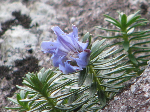 ヤクシマリンドウ開花　屋久島固有種で、絶滅が心配されている種の１つです。