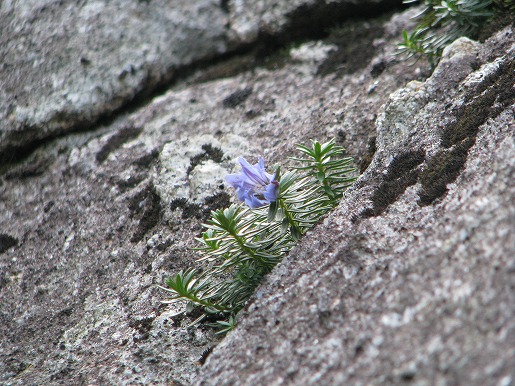 ヤクシマリンドウ　標高1700ｍを越えた岩の隙間でさらに、直射日光が十分に当たらないと花が開かないため、なかなか目にすることはありません