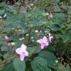 ピンクのかわいい花ハシカンボク(波志干木)。野生植物園で今の時期咲いています。