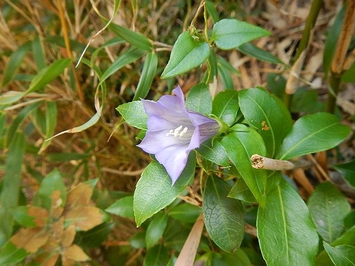 ハナヤマツルリンドウ　宮之浦岳などの高地の森林限界から上部に現れるつる性のリンドウ。ヤクザサから顔をのぞかせる青紫色の花は秋の青空を連想させます。。