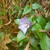 ハナヤマツルリンドウ　宮之浦岳などの高地の森林限界から上部に現れるつる性のリンドウ。ヤクザサから顔をのぞかせる青紫色の花は秋の青空を連想させます。。