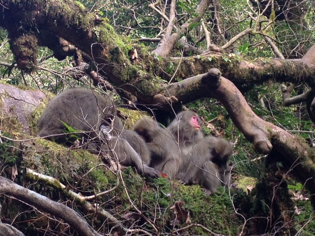 猿の群れ　　白谷雲水峡付近では猿の群れに遭遇するする機会が増えています。