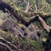 猿の群れ　　白谷雲水峡付近では猿の群れに遭遇するする機会が増えています。