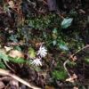 キッコウハグマ　コケの上にひっそりと咲くとても小さな花です。縄文杉登山道ではトロッコ道終点近くで咲いていました。