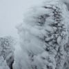 花崗岩に付いた海老の尻尾　強い風雪の造形です