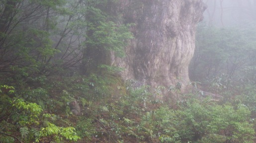 既存のデッキから見た縄文杉