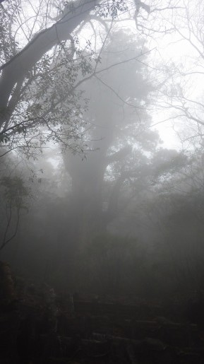 新設デッキから見た霧の縄文杉