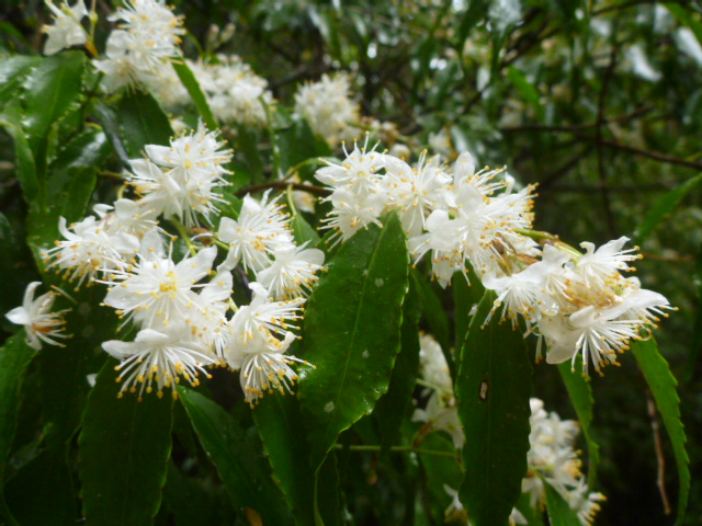 ハイノキ　縄文杉や白谷雲水峡のルートではハイノキの白い花がほのかな甘い香りを漂わせています。