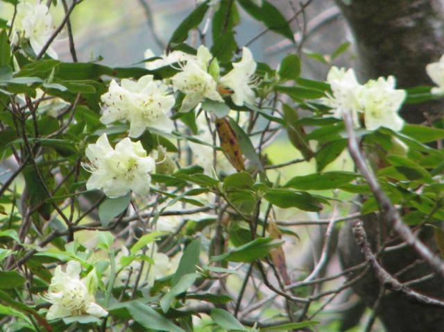 ヒカゲツツジ　今年は咲きがよく、標高1200ｍ付近からよく見られます。縄文杉や大王杉に着生してついているのが目立ちます。名前とは裏腹に、日のあたる場所で見られます。