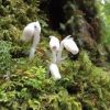 白谷雲水峡ではギンリョウソウ（銀竜草)が咲いています。色素がなく真っ白い姿にユウレイタケという呼び方もあるそうですが、これでもツツジ科の植物です。