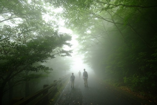 白谷雲水峡　梅雨の森は霧の出ることも多く、多彩な表情をみせてくれます。
