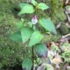 ヤクシママコナ　宮之浦岳などでは、ヤクシマママコナ（屋久島飯子菜）の小さな紅紫色の花が見られます。屋久島の固有変種です。