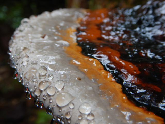 サルノコシカケ　樹木のセルロースなどの有機物を分解した際に水を排出します。この水は分解水または代謝水と呼ばれ、キノコの表面に汗をかいたような水滴となります。