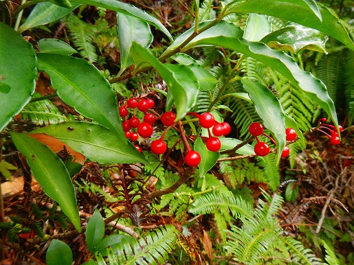 マンリョウ　縄文杉に向かう登山道にて　葉の縁が波型の鋸歯で、実が葉の下で垂れ下がります。