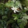 オオゴカヨウオウレン 　屋久島の固有種で、標高500ｍ以上の森林の苔の間から可愛らしい小さな花を咲かせています。
