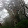 霧の縄文杉