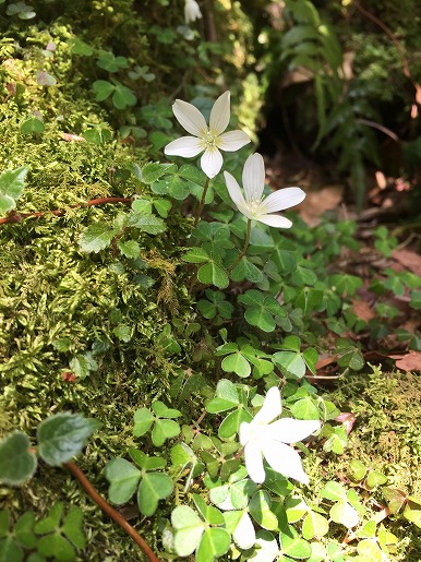 コミヤマカタバミ　足元をよく観察してみるとコミヤマカタバミの小さく可憐な花が咲いています。