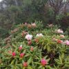 ヤクシマシャクナゲが咲く時期が、屋久島が最も華やかな時期です