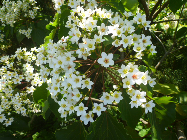 アブラギリの花