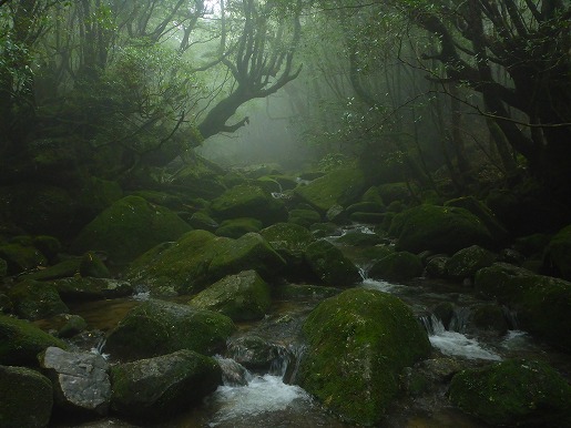 霧深い白谷雲水峡の森