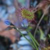 ムラサキミミカキグサの花とモウセンゴケの葉