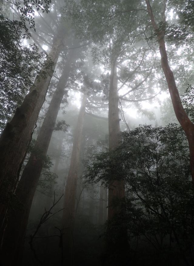 モノトーンに覆われた幻想的な森