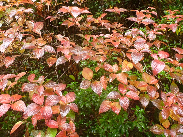 マルバヤマシグレの紅葉