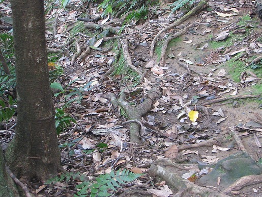 タテハモドキ　画像の右下、黄色い落葉の手前側に止まっています。生物の自然の中に適応していく能力は、驚かされるばかりです。